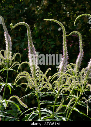 Veronicastrum virginicum (racine noire 'lavendelturm' syn. veronica virginica 'lavendelturm') Banque D'Images