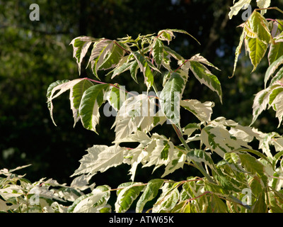L'érable à feuilles de frêne (Acer negundo 'flamingo') Banque D'Images