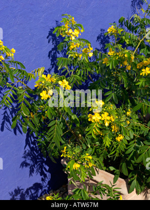 Senna senna didymobotrya africains (cassia didymobotrya syn.) Banque D'Images