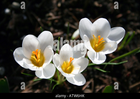 Trois fleurs de l'hellébore blanc. Banque D'Images