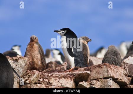 Jugulaire penguin avec les mineurs et les oisillons au nid permanent sur l'île de gourdin dans l'Antarctique Banque D'Images