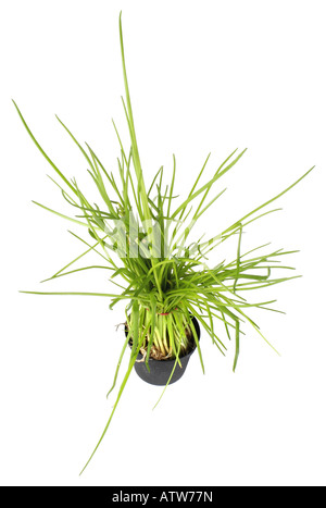 La ciboulette Allium schoenoprasum poireau sable port de la plante en pot Banque D'Images