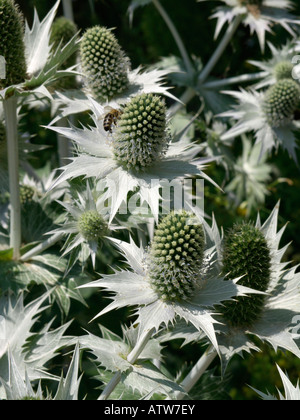 Holly mer géant (Eryngium giganteum) Banque D'Images