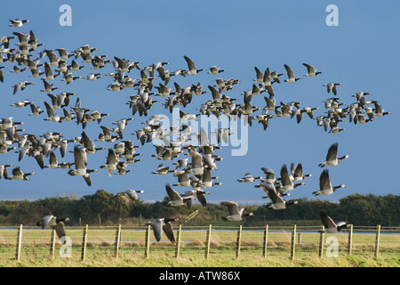 La bernache nonnette (Branta leucopsis en vol au dessus de terres agricoles sur le Solway Firth Ecosse Banque D'Images