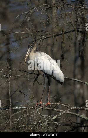 Stork Mycteria americana, bois, perché en cyprès. Banque D'Images