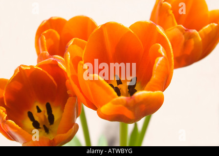 Tulipe jaune rouge fleur fleurs fond blanc gros plan Banque D'Images