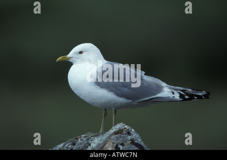 Mew Gull Larus canus, en plumage nuptial sur la roche. Banque D'Images