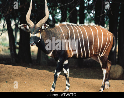 Mâle adulte de l'antilope Bongo Jeu Ranch Mont Kenya Afrique de l'Est Kenya Nanyuki Banque D'Images