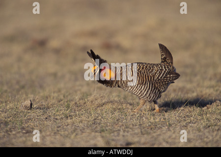 Tétras des prairies (Tympanuchus cupido),, parade nuptiale. Banque D'Images