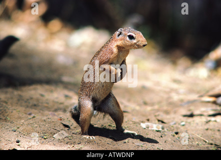 Unstriped ground squirrel HA83 RUTILUS Samburu National Reserve Kenya Afrique de l'Est Banque D'Images