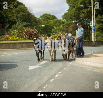 Les ânes sur la route étant conduit par deux hommes qui rentrent à la maison après une journée de travail à la plage de Scarborough, dans le North Yorkshire. ROYAUME-UNI Banque D'Images