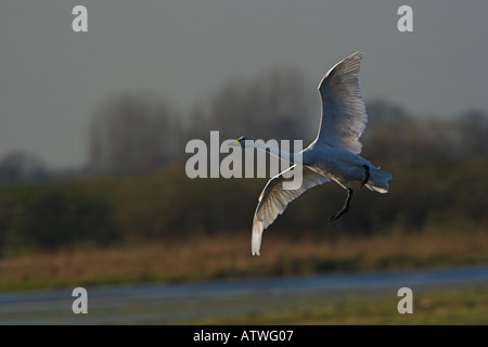 Cygne chanteur Cygnus cygnus pour atterrir à Norfolk UK automne Banque D'Images