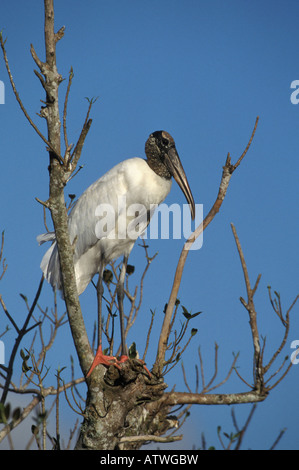 Stork Mycteria americana, bois, perché dans l'arbre. Banque D'Images