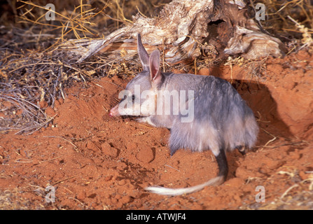 Macrotis lagotis Bilby menacées photographié dans le Queensland en Australie Banque D'Images