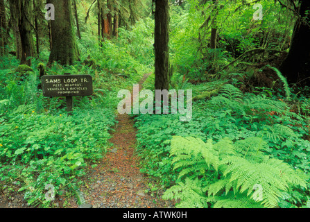 Inscrivez-vous au début de la boucle Sams sentier dans la forêt de pluie Queets Olympic National Park Washington Banque D'Images