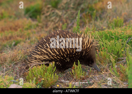 Echidna Tachyglossus aculeatus Banque D'Images