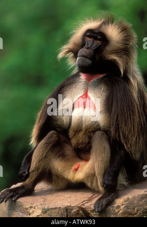 Theropithecus Gelada babouin gélada, mâle dominant Banque D'Images