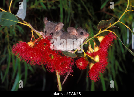 Petit Possum pygmée Cercartetus lepidus photographié en Tasmanie en Australie Banque D'Images