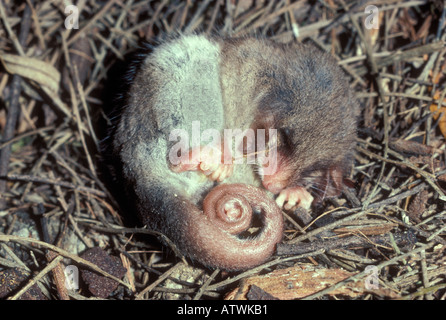 Petit Possum pygmée Cercartetus lepidus. Photographié en hibernation en Tasmanie en Australie Banque D'Images