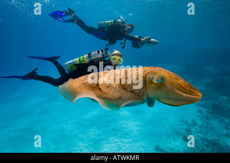 Les plongeurs sous-marins et scooters sur une politique commune de la seiche, Sepia officinalis, à Palau, la Micronésie. Banque D'Images