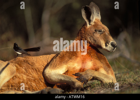 Macropus rufus kangourou rouge mâle adulte avec Willie Bergeronnette au dos Banque D'Images