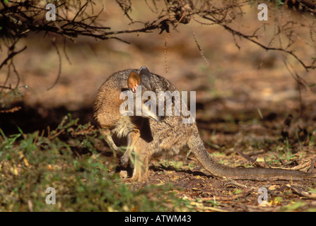 Wallaby Tammar Macropus eugenii photographié dans le sud de l'Australie Banque D'Images