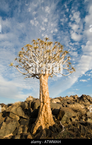 Quiver Tree qui tire son nom que le peuple San Bushman ou faire trembler pour les flèches de c Banque D'Images