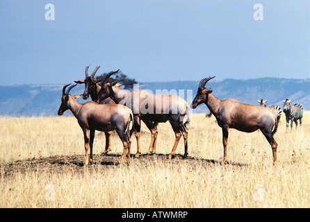 Des profils Topi DAMALISCUS KORRIGUM termitière quatre adultes 4 Topi debout sur une termitière Masai Mara National Reserve Kenya Banque D'Images