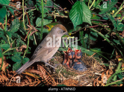 Sylvia atricapilla Blackcap poussins au nid d'alimentation femelle Banque D'Images