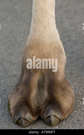 Pieds de chameau Camelus bactrianus Banque D'Images