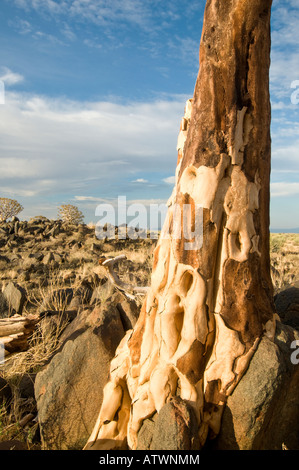 Quiver Tree qui tire son nom que le peuple San Bushman ou faire trembler pour les flèches de c Banque D'Images