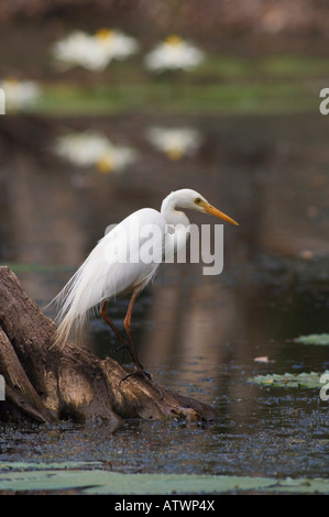 Intermediate Egret Ardea ou Mesophyx intermedia Banque D'Images