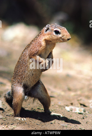 Unstriped ground squirrel HA83 RUTILUS Samburu National Reserve Kenya Afrique de l'Est Banque D'Images