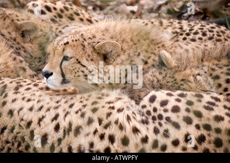 Cheetah cubs à Fota Wildlife Park dans le comté de Cork en Irlande Banque D'Images