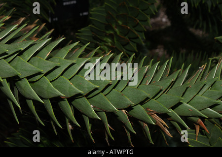 Monkey Puzzle arbre, Araucaria araucana, à Kew Gardens, Londres Banque D'Images