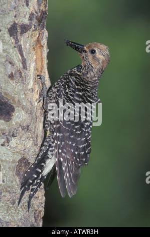 Pic de Williamson femme, Sphyrapicus thyroideus, avec de la nourriture perchée à l'entrée dans la cavité du nid en tremble. Banque D'Images