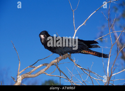 Cacatoès noir à queue rouge Calyptorhynchus banksii photographié dans le sud de l'Australie Banque D'Images