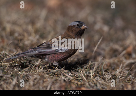 Roselin Ã tête grise, Leucosticte tephrocotis, sur la toundra alpine. Banque D'Images