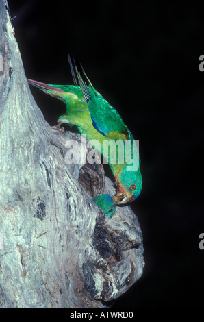 Parrot Lathamus discolor Allaitement Swift poussin dans nid photographié en Tasmanie en Australie Banque D'Images