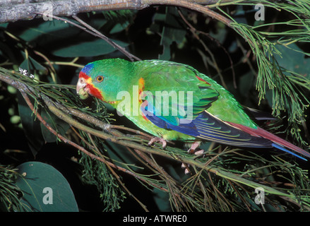 Parrot Lathamus discolor Swift se nourrissant de graines photographié en Tasmanie en Australie Banque D'Images