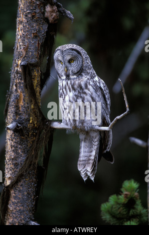 Chouette lapone Strix nebulosa,, perché. Banque D'Images