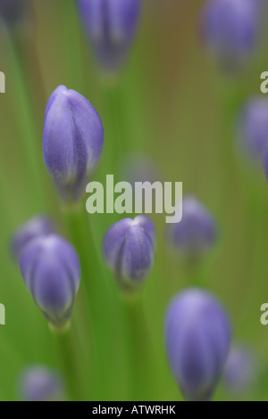 Agapanthus reservoir close up Banque D'Images