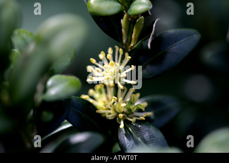 'Fort fleurs (Buxus sempervirens)' Banque D'Images