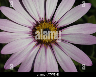 Fleurs de mauve et de pétales de fleurs jaune feuilles fleur Banque D'Images