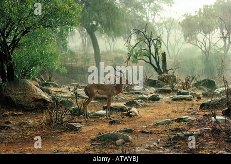 Antilope Impala mâle en immobile une forte pluie douche Parc national de Tsavo Ouest Kenya Afrique de l'Est Banque D'Images