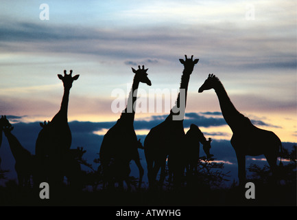 Les Masais Girafe silhouetté contre le ciel coucher de Pékin, près de Ngong Hills Kenya Afrique de l'Est Banque D'Images