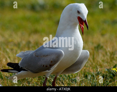 Seagull avec bouche ouverte. Banque D'Images