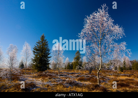 Les bouleaux Betula pubescens avec givre dans une tourbière dans le Haut Jura près de Morez Midwinter est de la France, Parc Naturel Régional Banque D'Images