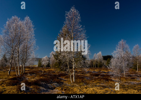 Birche arbres (Betula pubescens) avec givre, hiver, dans une tourbière, Jura, Parc Naturel Régional, France Banque D'Images