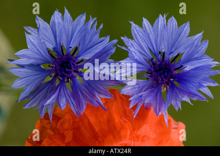 Centaurea cyanus bleuet une mauvaise herbe de blé rare au Royaume-Uni avec Papaver rhoeas coquelicot commun Banque D'Images